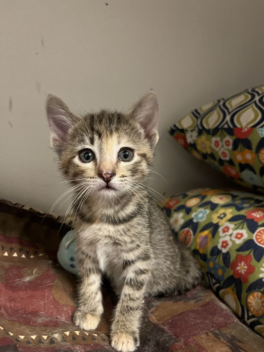 Kittens 7 weeks old