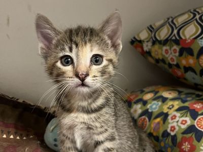Kittens 7 weeks old