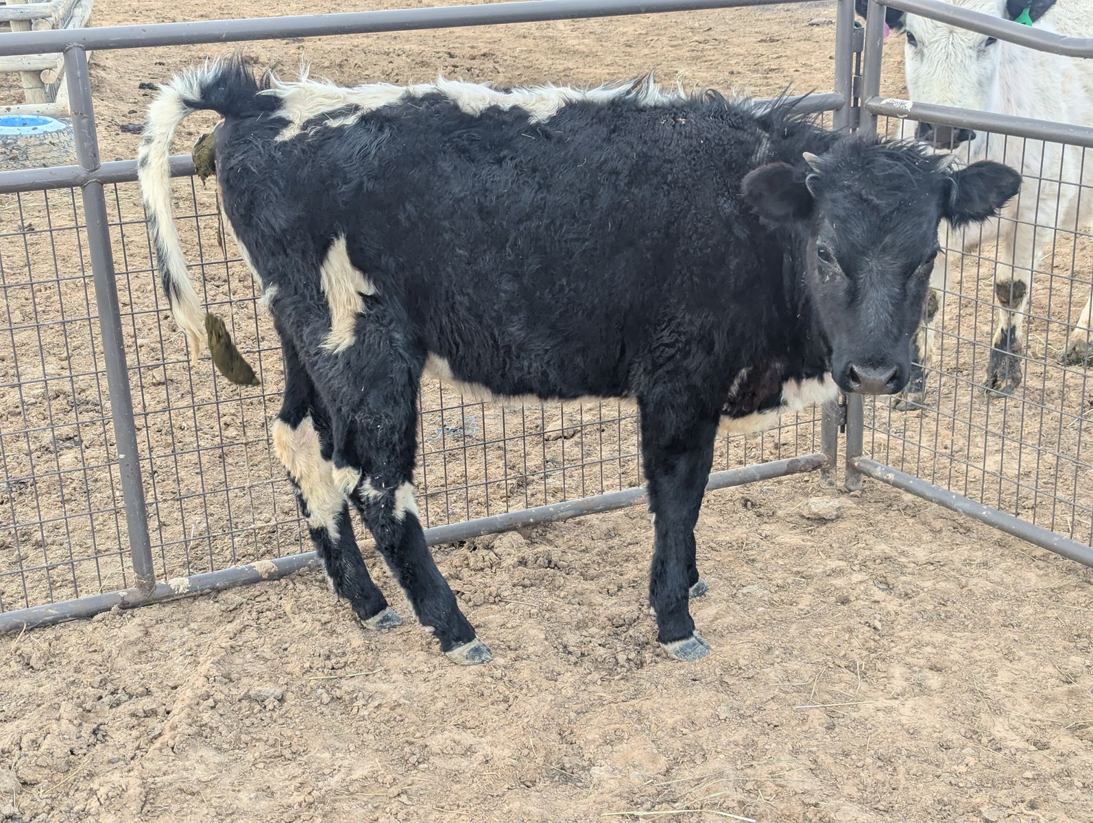 2025 BWxAngus Heifer