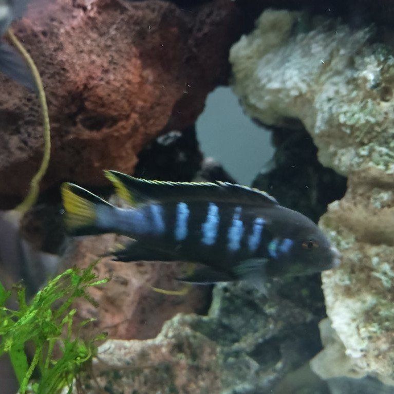 3" Mbuna Cichlid Chewere Elongatus- Vibrant Blue & Black Striped Freshwater Aquarium Fish