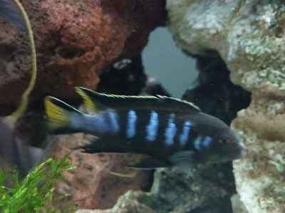 3" Mbuna Cichlid Chewere Elongatus- Vibrant Blue & Black Striped Freshwater Aquarium Fish