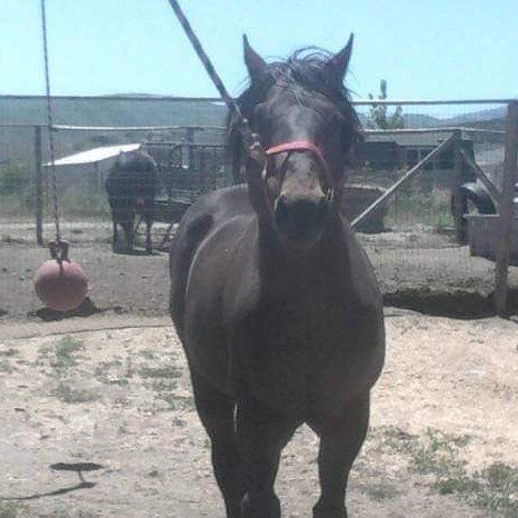 Tooele Co. Horse training & Western Riding lessons