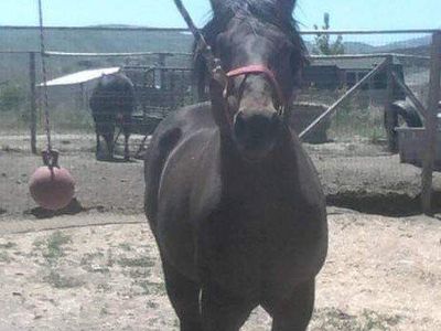 Tooele Co. Horse training & Western Riding lessons