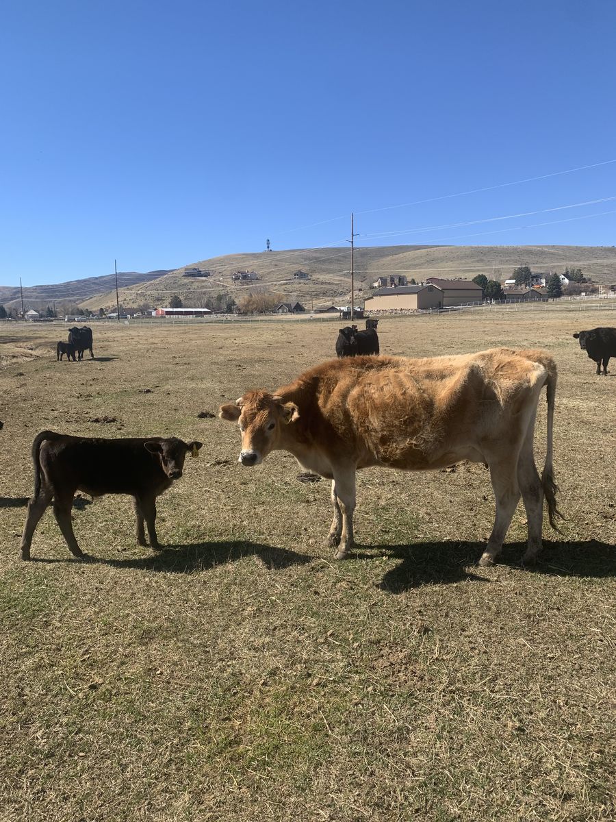 Jersey Pair/ Milk Cow/ Nurse Cow
