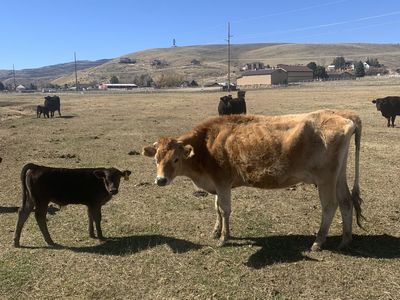 Jersey Pair/ Milk Cow/ Nurse Cow