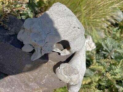 Desert Bones Skull and Femur....Great for Science or Props