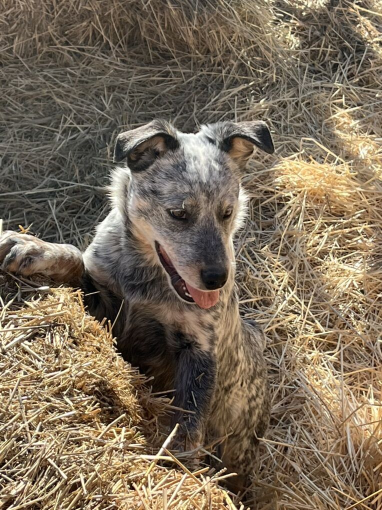 Blue Heeler Pup For Sale