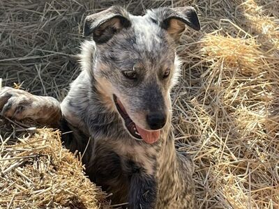 Blue Heeler Pup For Sale