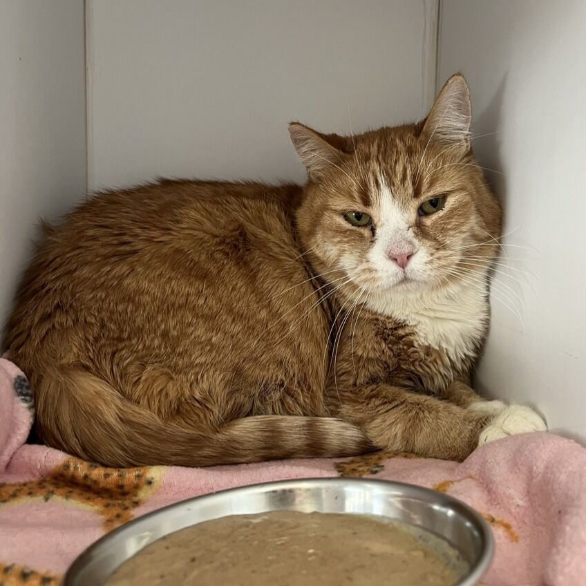 Hello my name is Orange Kiss