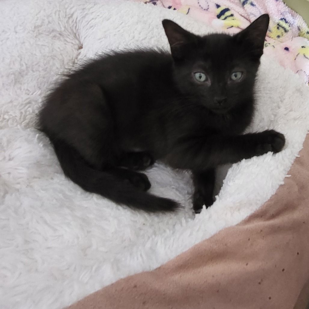 Hello my name is Tinkerbell