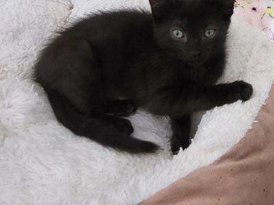 Hello my name is Tinkerbell