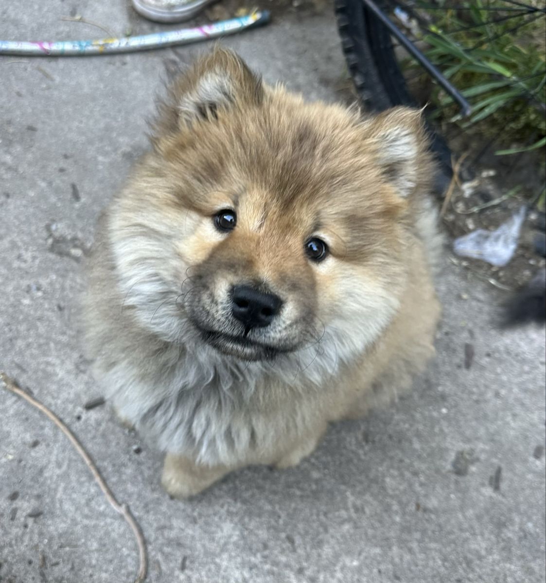 Chow chow puppy!!!