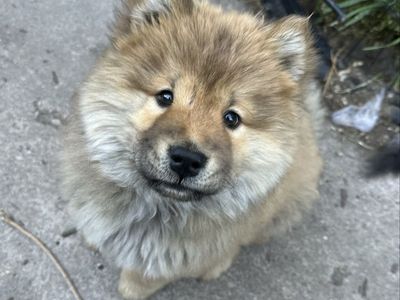 Chow chow puppy!!!