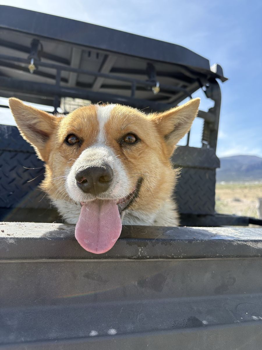 Sweetest Male Corgi