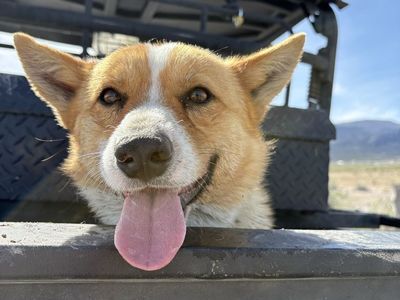 Sweetest Male Corgi