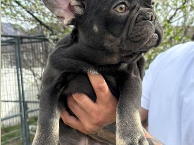 French Bulldog