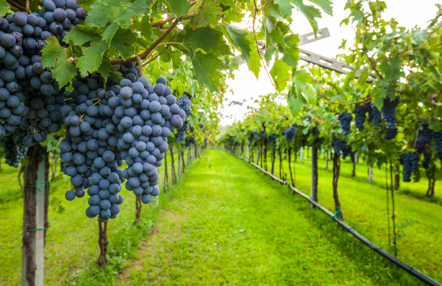 Wine Country vacation including airfare and nice one bedroom condo for two people