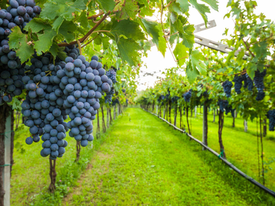 Wine Country vacation including airfare and nice one bedroom condo for two people