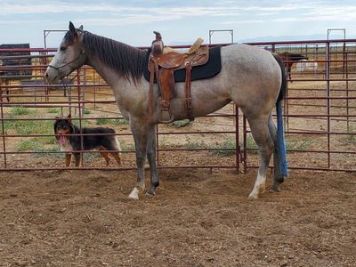 6 yr old AQHA reg mare. green broke