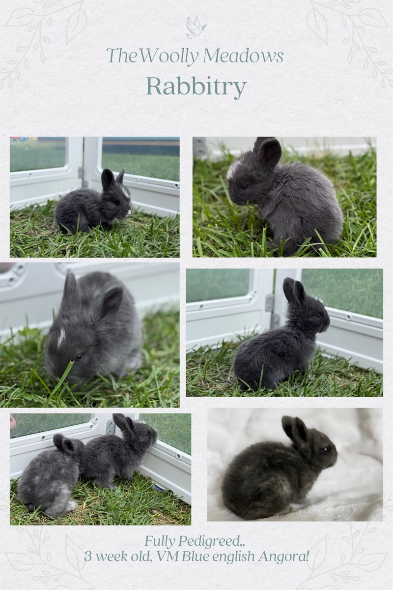 Fully Pedigreed 3 Week Old VM Blue & Lilac English Angora Rabbits