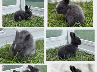 Fully Pedigreed 3 Week Old VM Blue & Lilac English Angora Rabbits