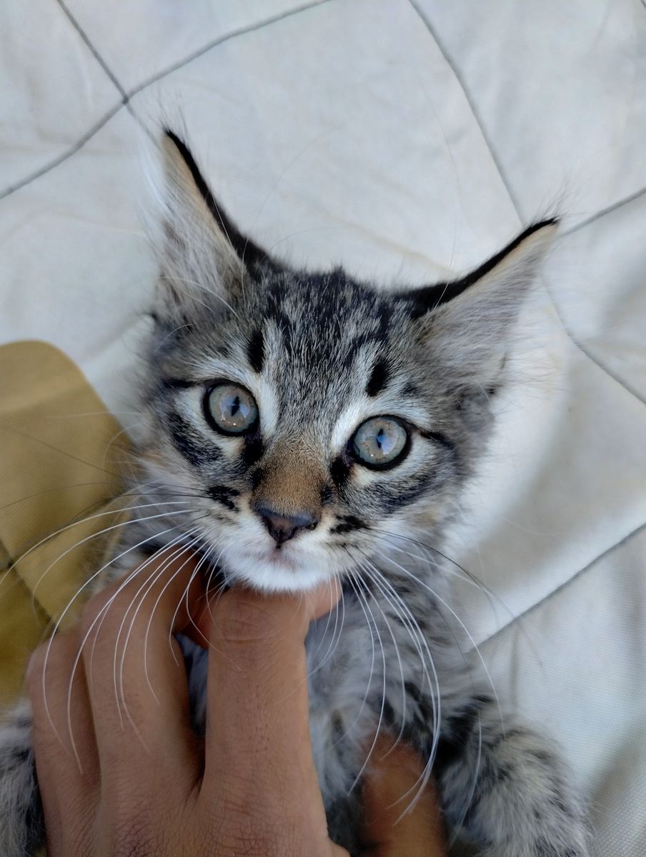 Variety of playful kittens, Ready to go (rare bobtail & full tail)