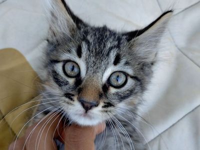 Variety of playful kittens, Ready to go (rare bobtail & full tail)