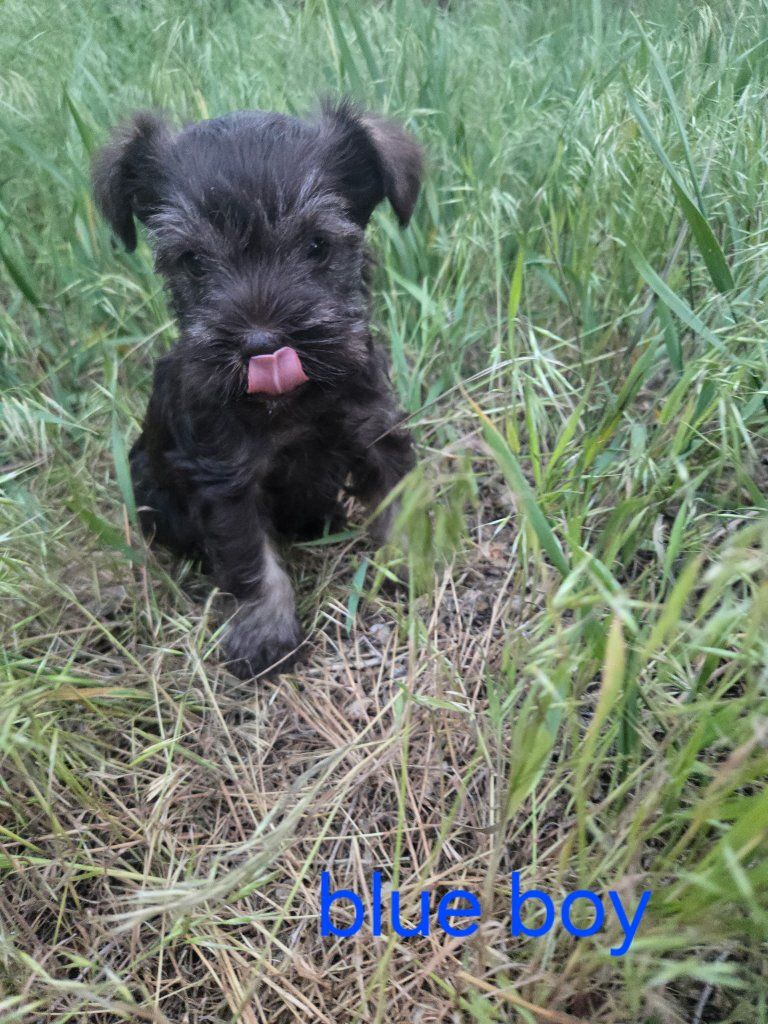 Male Miniature Schnauzer Puppy