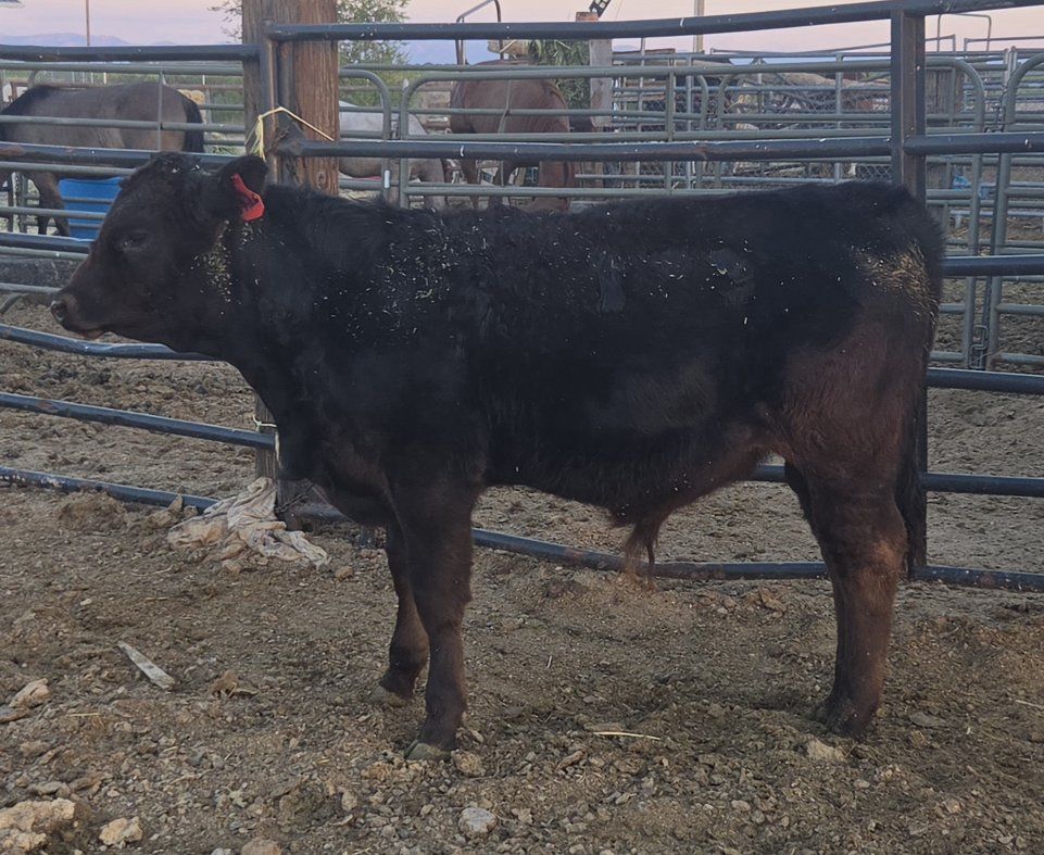 Black Angus Bull Calf.