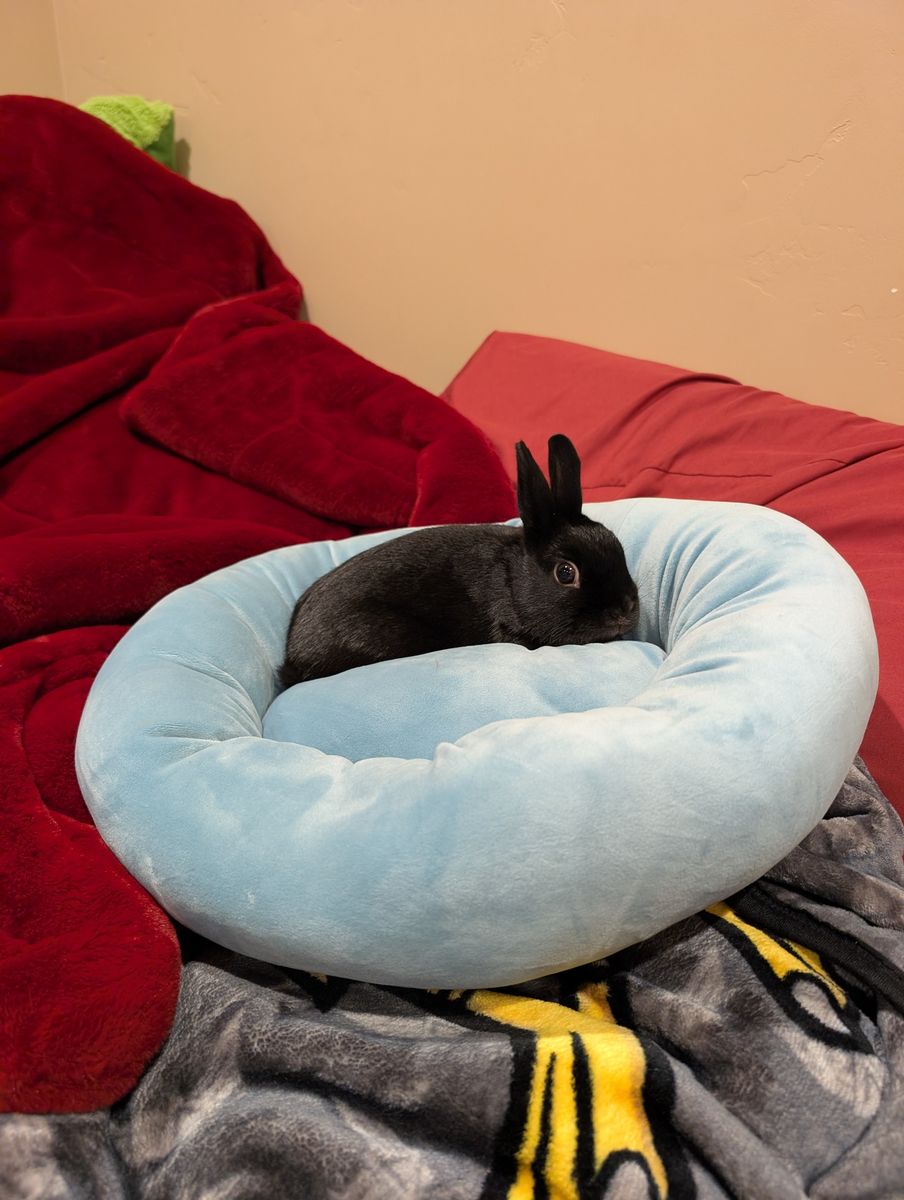 Rabbit + all supplies included