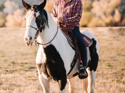 Flashy 11yr old Spotted Draft Mare