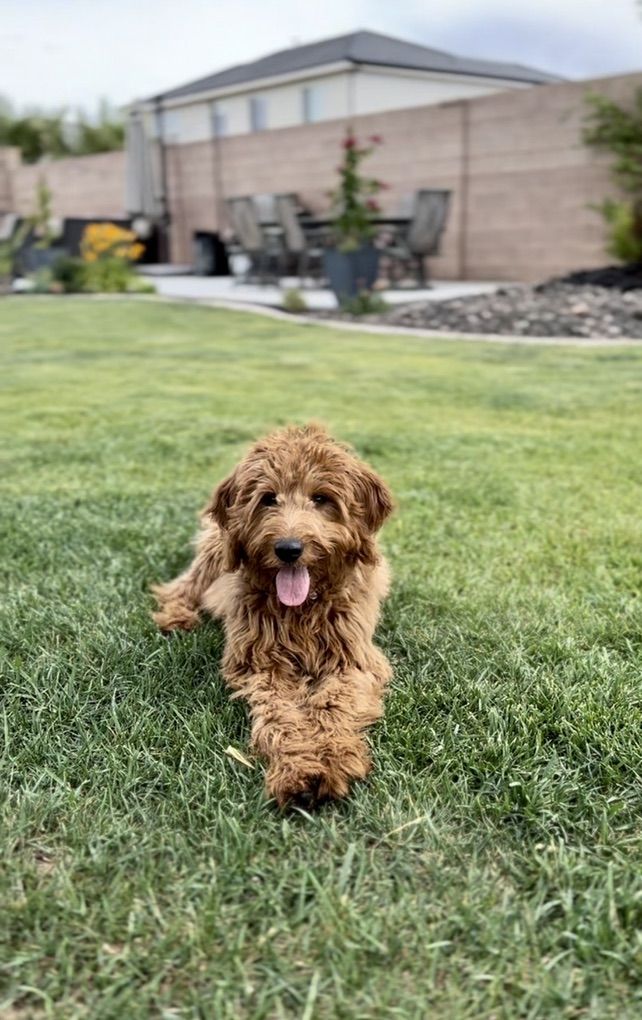 Beautiful Goldendoodle Puppies Looking for good homes