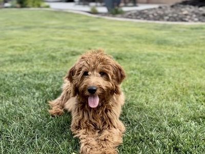 Beautiful Goldendoodle Puppies Looking for good homes