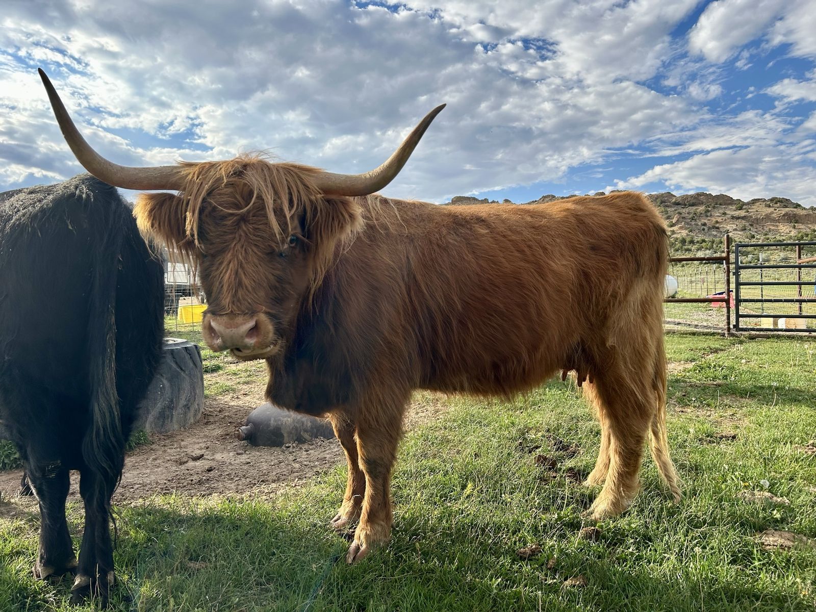 Midsize Highland Cow