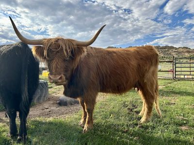 Midsize Highland Cow