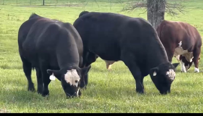 Bulls, Strong, healthy, and well-cared-for bulls ready for sale