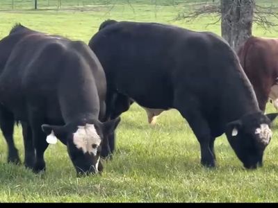Bulls, Strong, healthy, and well-cared-for bulls ready for sale