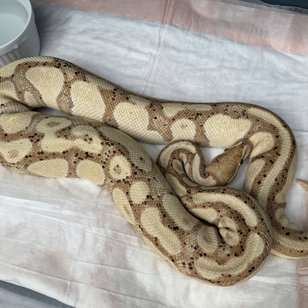 Male Banana Orange Dream Het Pied Ball Python