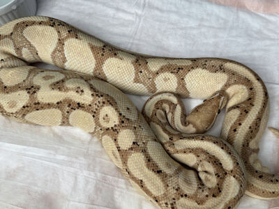 Male Banana Orange Dream Het Pied Ball Python