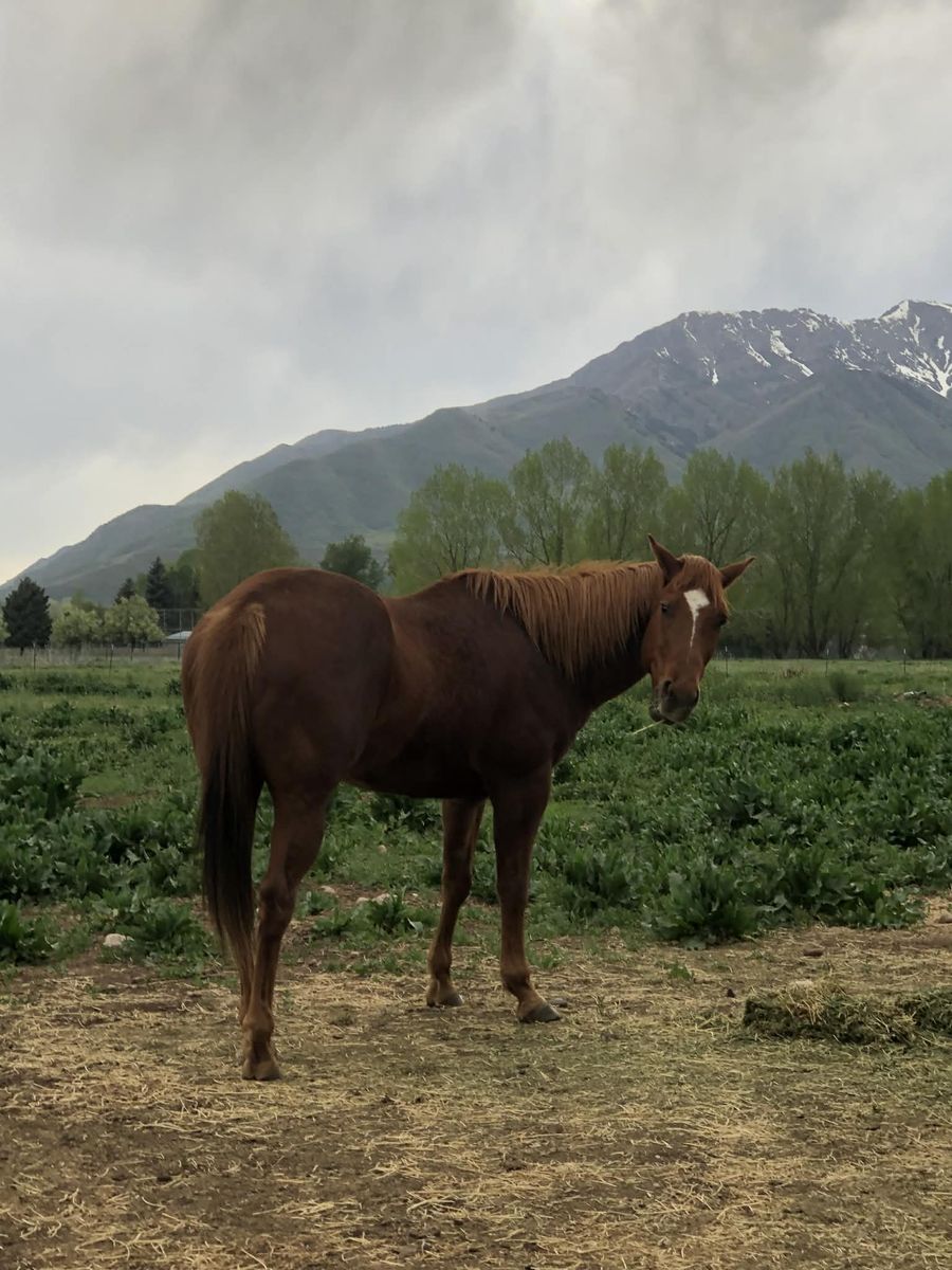 ISO Barrel/Racing Papered Mare