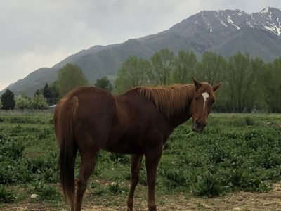 ISO Barrel/Racing Papered Mare