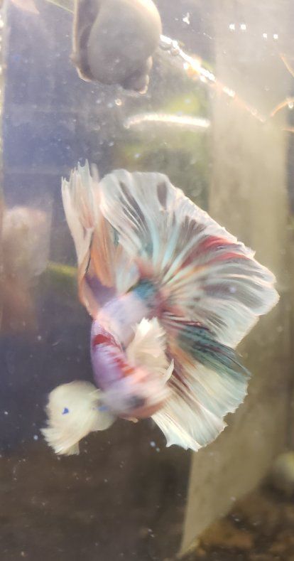 Beautiful Multi-Color Elephant ears Betta Fish - Vibrant & Healthy Live Freshwater Fish