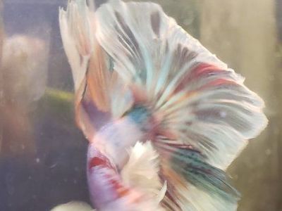 Beautiful Multi-Color Elephant ears Betta Fish - Vibrant & Healthy Live Freshwater Fish
