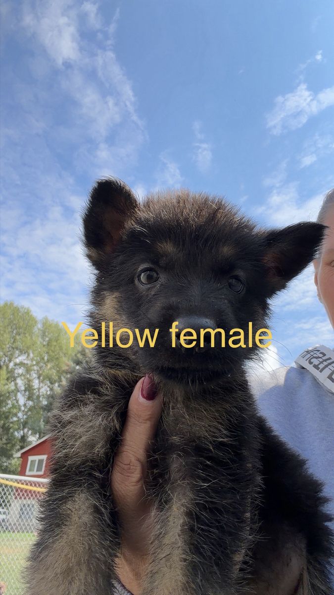 German Shepherd Puppies - Female