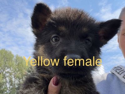 German Shepherd Puppies - Female