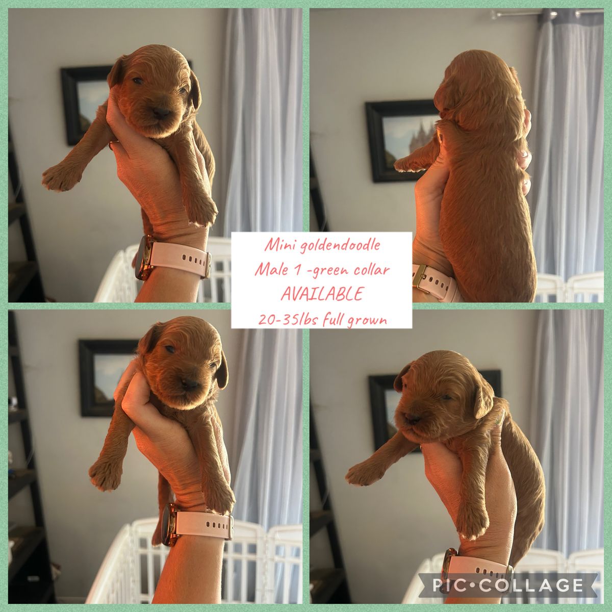 Mini Goldendoodles