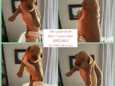 Mini Goldendoodles