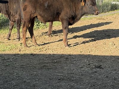 Full & pruebred Wagyu