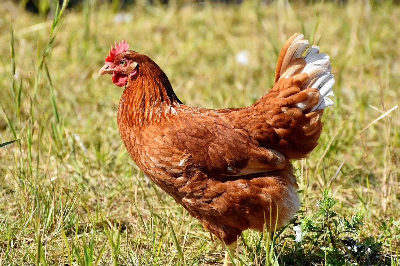 Golden Sex Link Hens Layers