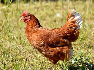 Golden Sex Link Hens Layers
